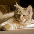Maine Coon Katze