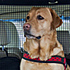 Hund im Kofferraum