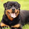 Rottweiler sitzt auf einer Wiese